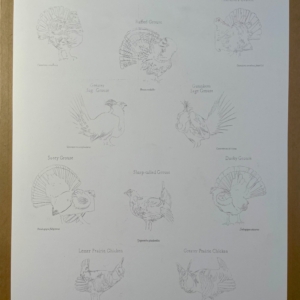 Grouse of North America A2