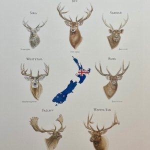 Deer of New Zealand with map A3